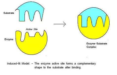 biochemistry    correct model  enzyme substrate complementarity biology stack