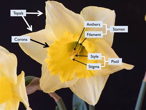 biopgh blog daffodils  dna phipps conservatory  botanical gardens pittsburgh pa