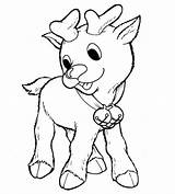 Reindeer Reno Rodolfo Craciun Rudolph Renifer Kolorowanki Renos Reni Biche Animaux Colorat Dibujo Dzieci 1158 Planse Fise Animales Renne Coloriage sketch template