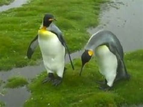 penguins  stranded