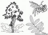 Castanheiro árvore Rowan sketch template