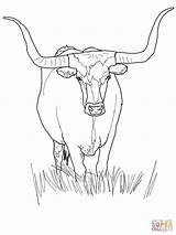 Coloring Stier Ausmalbild Angus Cattle Longhorn Cows Steer Ferdinand Hereford Kostenlos Malvorlagen sketch template