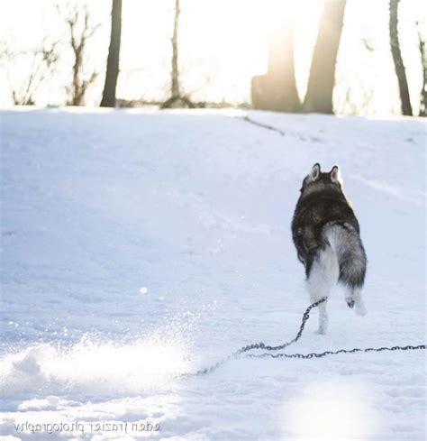 husky running  petsidi