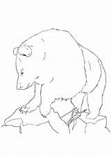 Grizzly Coloring Bear Books Pages sketch template