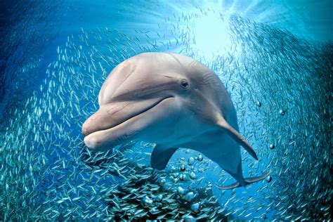 fascinating dolphin facts