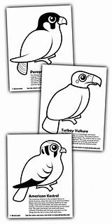 Kestrel Designlooter Peregrine Birdorable Vulture sketch template