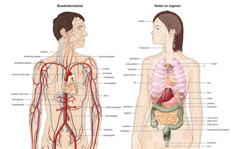 anatomie poster medical visuals