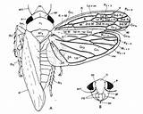 Leafhopper Coloring Cicadellidae Structure Leafhoppers Head Antennae Designlooter 321px 17kb Uis Ento sketch template
