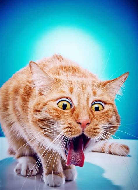 Cat Foaming At The Mouth And Vomiting Cat Meme Stock Pictures And Photos
