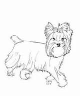 Yorkshire Coloring Terrier Pages Yorkie Cairn Dog Yorkies Chien Coloriage Imprimer Teacup Puppy Poo Dogs Getcolorings Designlooter Gif 75kb 360px sketch template
