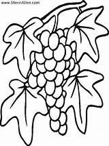 Coloring Pages Vines Tree Fruit Sherriallen Uva Grapes sketch template