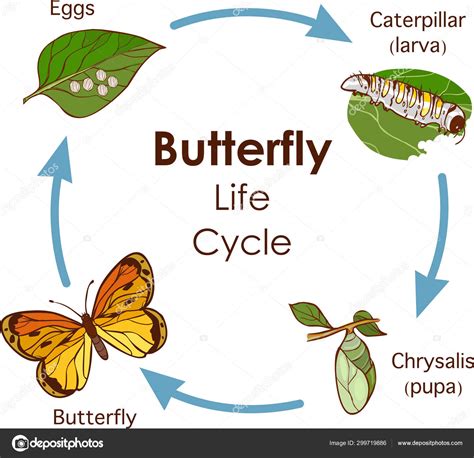 vector illustration  life cycle  butterfly diagram stock vector