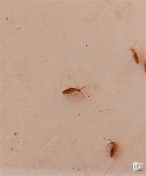 tiny brown bugs  kitchen