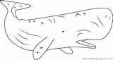 Coloring Whale Sperm Pages Coloringpages101 Printable Color Whales Online Mammals Print sketch template
