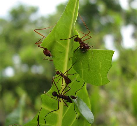 mystery solved ants protect young  infection  cocooning