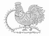 Adults Rooster sketch template
