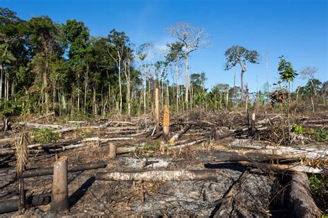 preventing deforestation  latin america waxman strategies