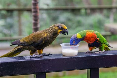 parrots drink milk parrot website