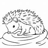 Hedgehog Drawing Hedgehogs Kids Igel Getdrawings Thecolor sketch template
