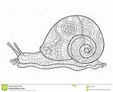 Escargot Colorare Lumaca Snail Adulti Slak Libro Lumache Colouring Zentangle Adulte Animali Contour sketch template