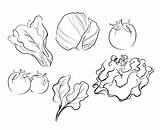 Drawing Vegetables Vector Vecteezy Illustration sketch template