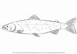 Salmon Atlantic Draw Drawing Step Fishes Tutorials Drawingtutorials101 sketch template