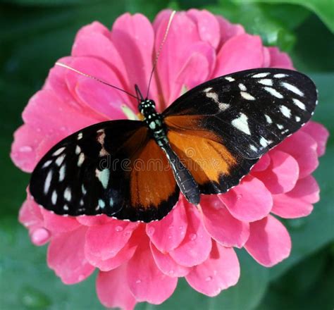 macro butterfly landed on pink flower stock image image