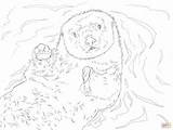 Otter Sea Coloring Drawing Pages Printable Portrait Dot Getdrawings Skip Main sketch template