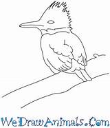 Kingfisher Belted Draw Easy Tutorial Print sketch template