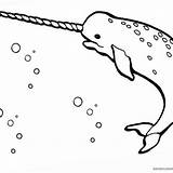 Narwhal sketch template