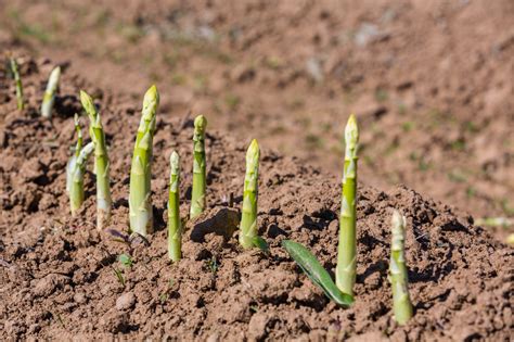 grow asparagus  southern california guide install  direct