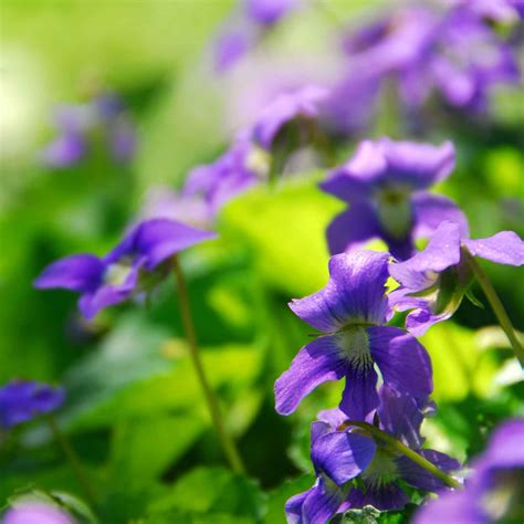 nouvelle collection image de violette  image de violettes