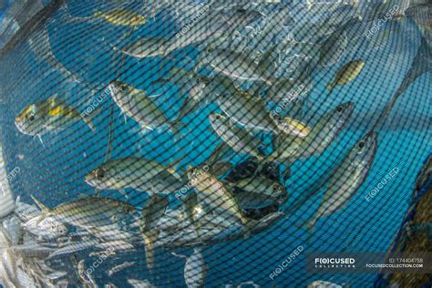 fishing net  fish  aquatic color image stock photo