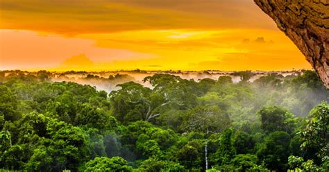 protect  amazon rainforest  destruction