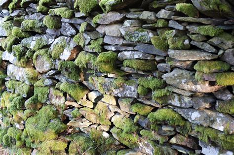 image   mossy dry stone wall freebiephotography