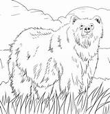 Bear Coloring Grizzly Oso Bears Sketsa Binatang Buas Mewarnai Osos Supercoloring Druku Alaskan Kolorowanki Gambarcoloring Woodland Kleurplaten Berenstain Pardo Lemingi sketch template