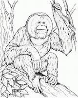 Orangutan Colorare Ape Ausmalbilder Disegni Orangotango Orang Orangutans Outan Supercoloring Kids Utan Siamang Sits Coloriages Monos Gorilas Gibbon Orangutanes Drawings sketch template