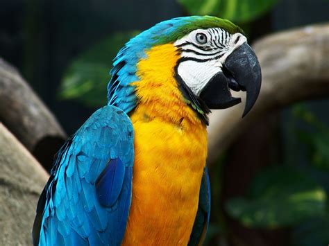 papegaaien achtergronden