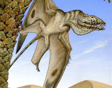 pterodactyls  species  ancient flying reptile   foot