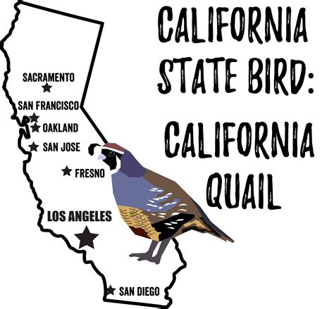 california state bird bird watching academy