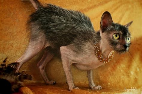 Rise Of The Werewolf Cats A New Breed Is Born Featured
