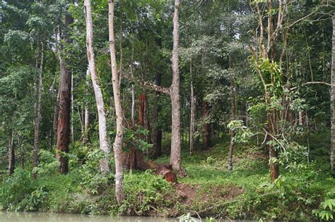 shorea javanica forest  west coast district lampung province indonesia stock photo
