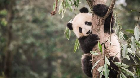 Panda S Habitat Shrinking And Becoming More Fragmented Bbc News