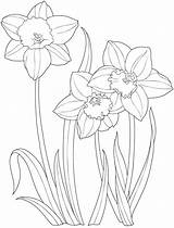 Daffodil Coloring Drawing Flower Pages Flowers Color Garden Daffodils Colouring Dover Printable Easter Draw Creative Kids Getcolorings Simple Publications Welcome sketch template