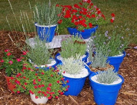tips   grow lavender growing lavender container