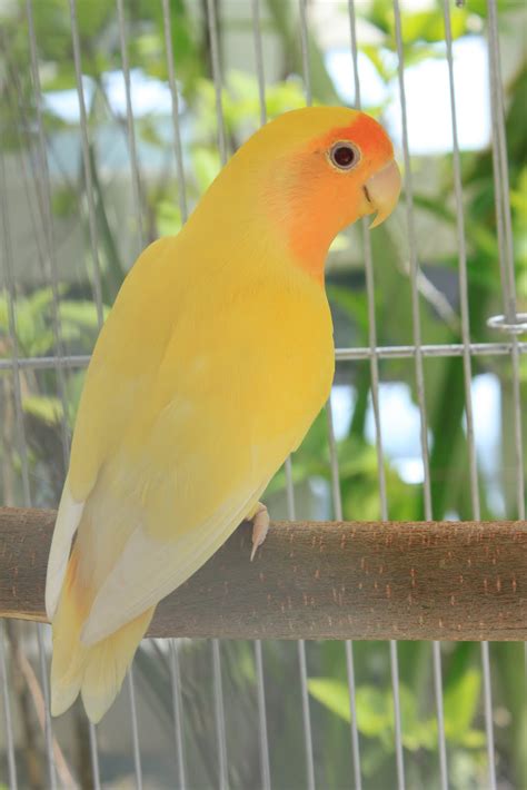 Watta Bird Orangeface American Lutino