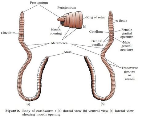 morphology  earthworm earthworms morphology biology