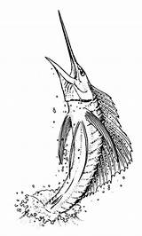 Sailfish Swordfish Luna Sketches Designlooter Colorluna sketch template