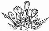 Crocus Branduse Colorat Plantes Kwiaty Wiosenne Cultivars Planse Kolorowanki Dzieci Designlooter Desenat Interferente sketch template