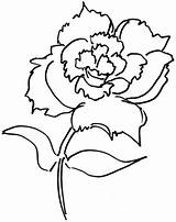 Carnation Coloring Flower Drawing Dianthus Pages Flowers Step Simple Drawings Printable Categories sketch template